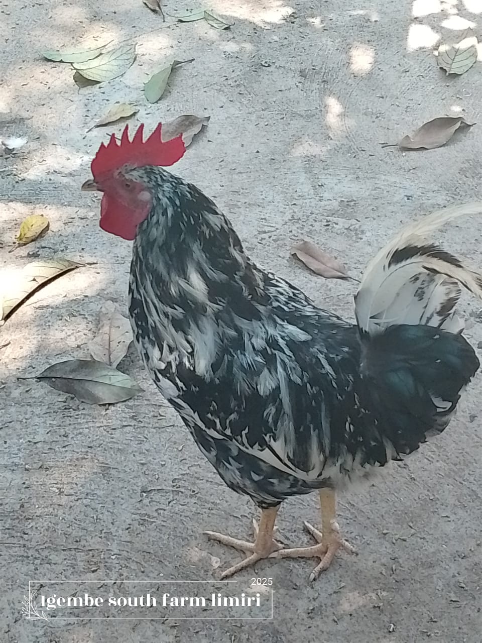 Chicken